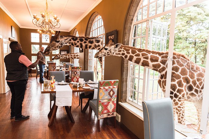 Giraffe Manor, Kenya