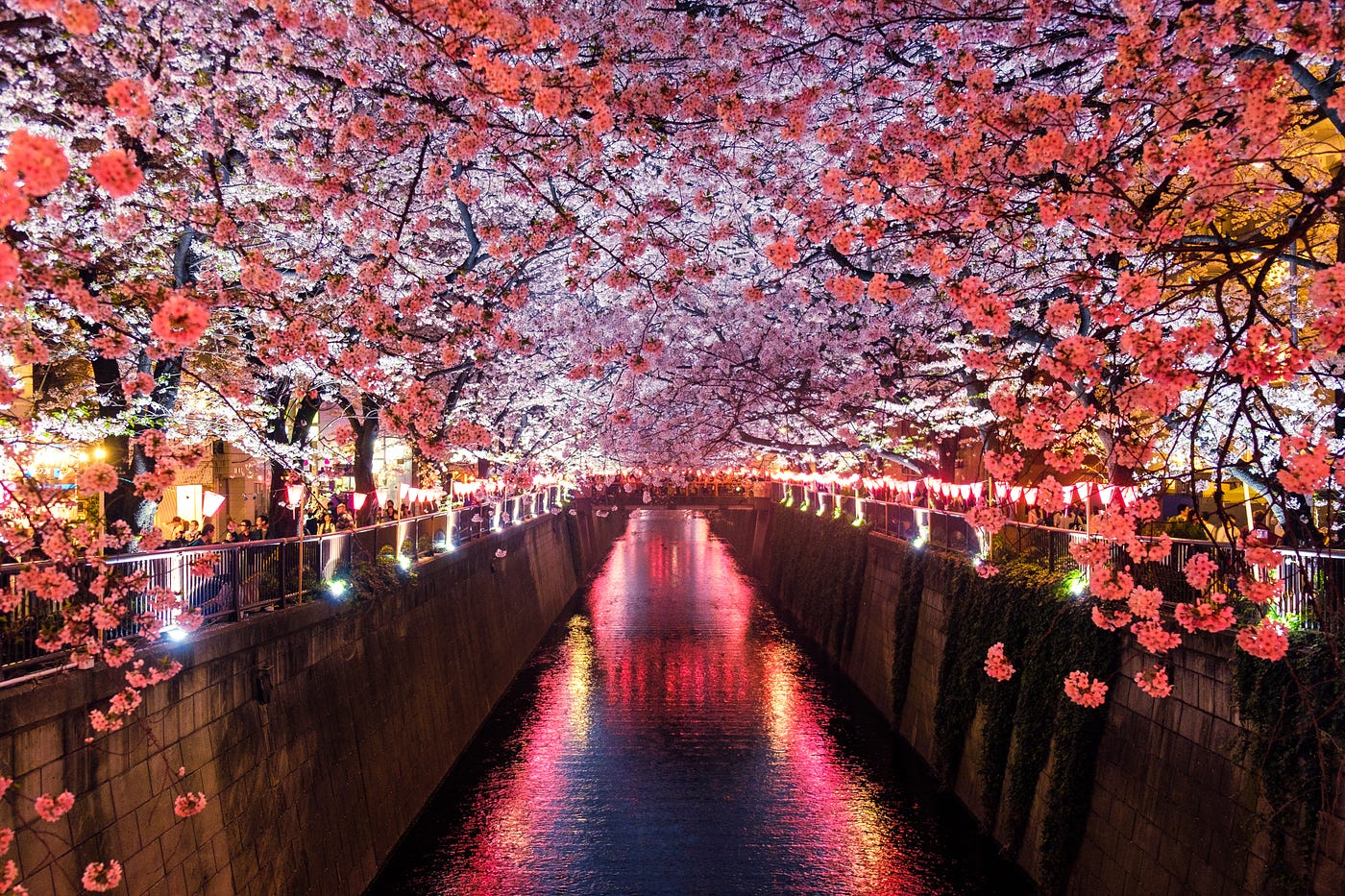 Hanami, Cherry Blossom Festival in Japan